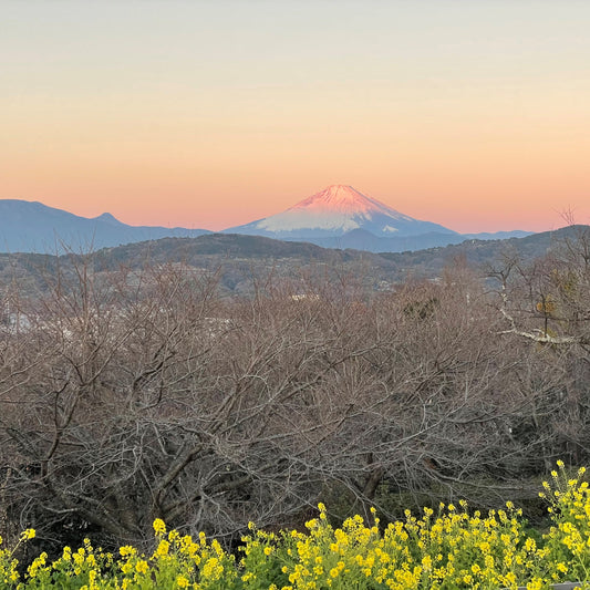 今年もよろしくお願いします。