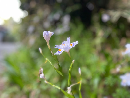 またとない魔法の花束。瞑想リトリート
