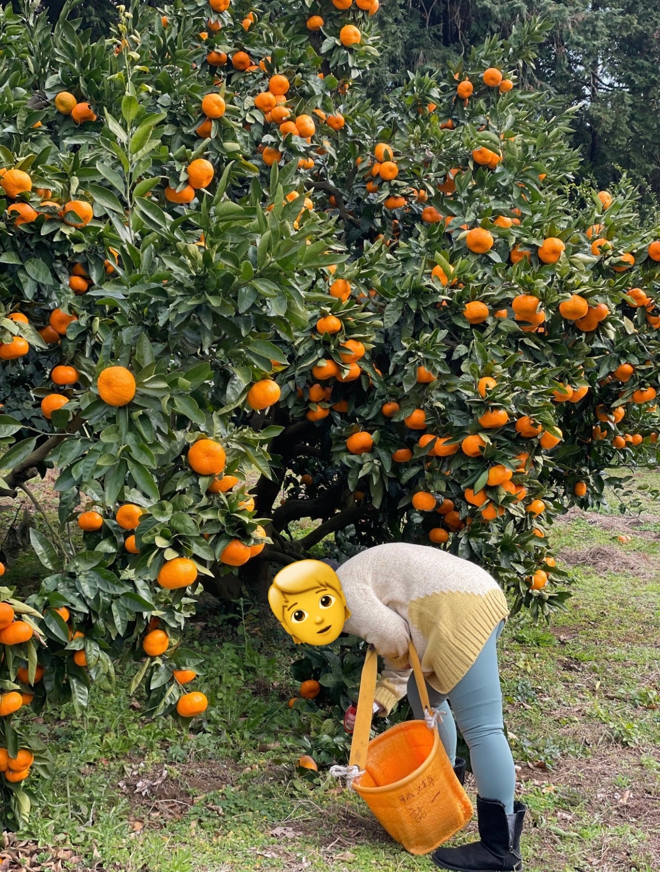 ミニスワッグづくり&みかん狩り・12月限定