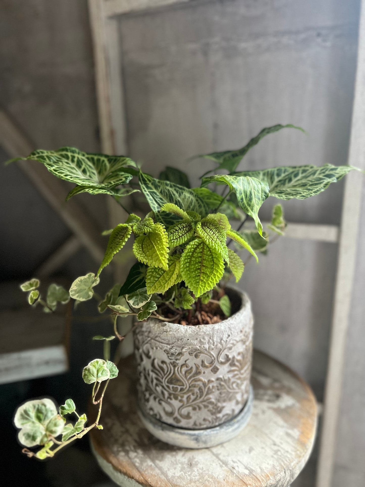 お任せ観葉植物のブリコラージュフラワー