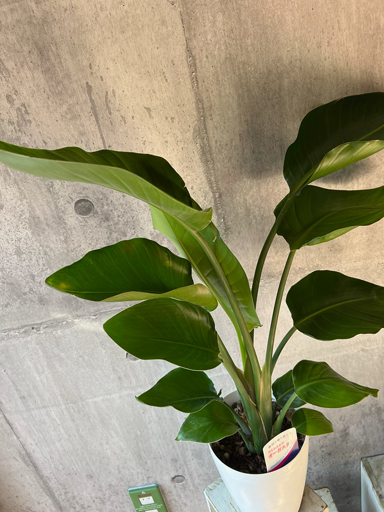 観葉植物 初心者の方でも育てやすい! ストレチア・オーガスタ