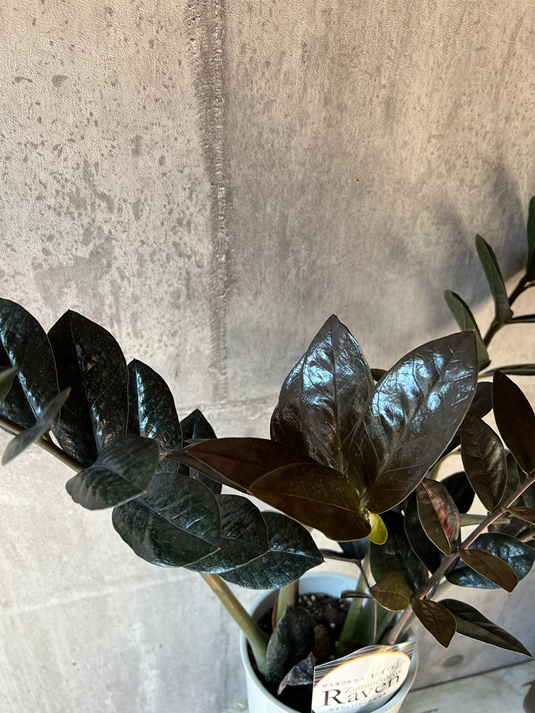 観葉植物 卓上 希少 ザミオクルカス(レイブン )大株