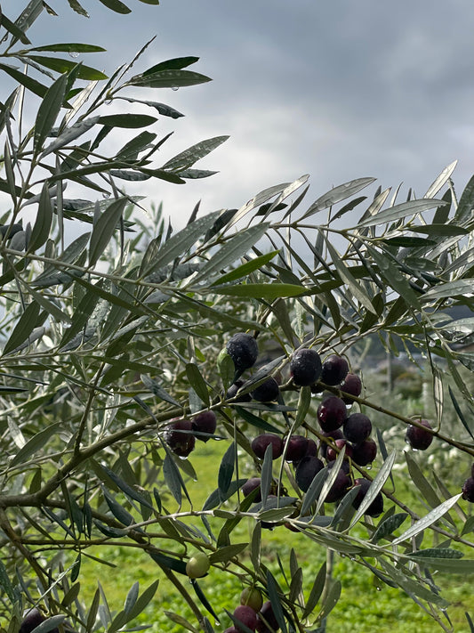川匂神社でオリーブリースLesson